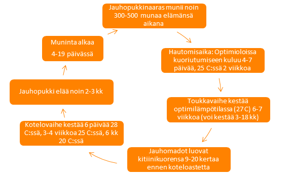 jauhomadon-eli-jauhopukin-toukan-kasvatus-tautisuojaus