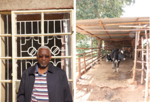 Professor Erastus Kangethe and a dairy cow on a Kenyan farm.