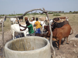 Karjaa kaivolla Senegalissa. Kuva: Stanly Tebug