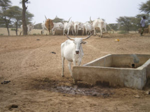 Senegalilainen, paikallinen zebu-nauta on alueella erittäin yleinen karjarotu. Kuva: Jarkko Niemi/Luke
