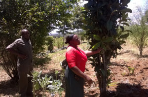 Dairy farmer Esther Njeri Gitundu demonstrating a fodder tree on her farm.