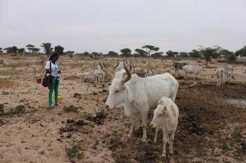In the work package several enumerators collect data on dairy production in two Senegalese regions, Thies and Diourbel Collection of survey data in Thies by a project enumerator Racky Ndiaye. 