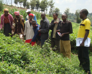 Farmers attending a training session at farmer trainer's desmodium demostration in Logisa, Kenya. Photo: Evelyne Kiptot